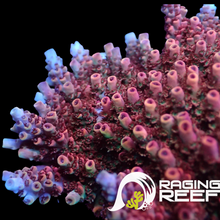 Load image into Gallery viewer, Rising Phoenix Acropora
