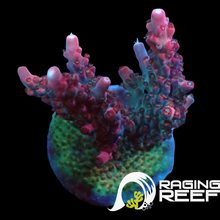 Load image into Gallery viewer, Red Robin stag Acropora Large
