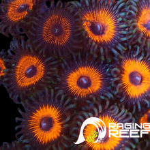Load image into Gallery viewer, Armor of god zoas
