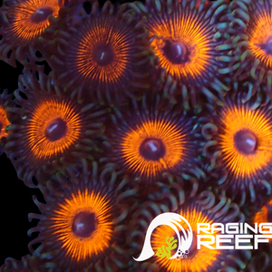 Armor of god zoas