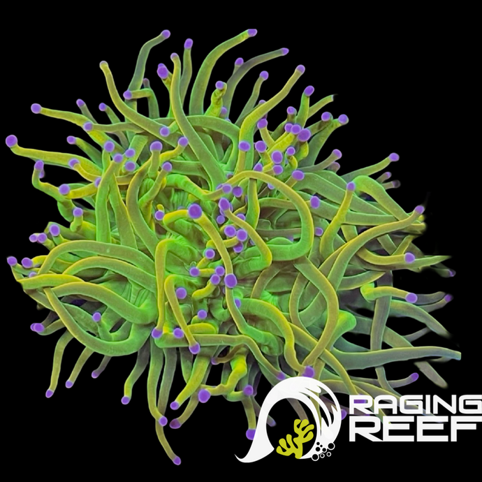 OG Holy Grail Torch BLACK FRIDAY FREE OVER 249$ purshase!