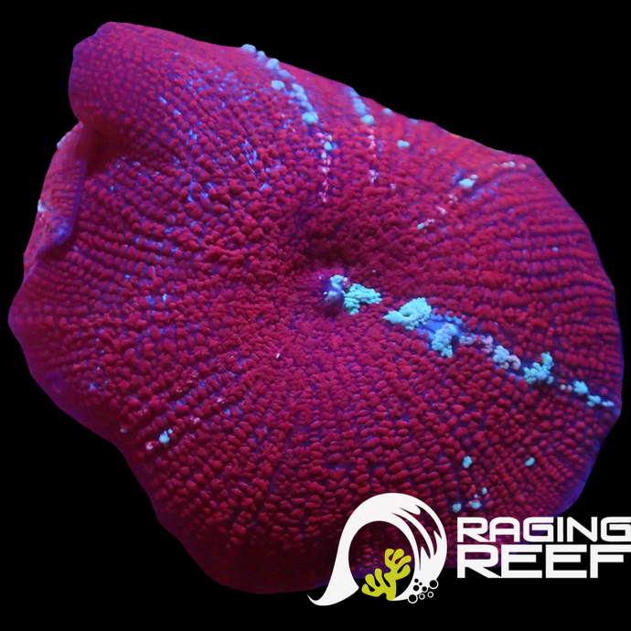 Red riding hood mushroom