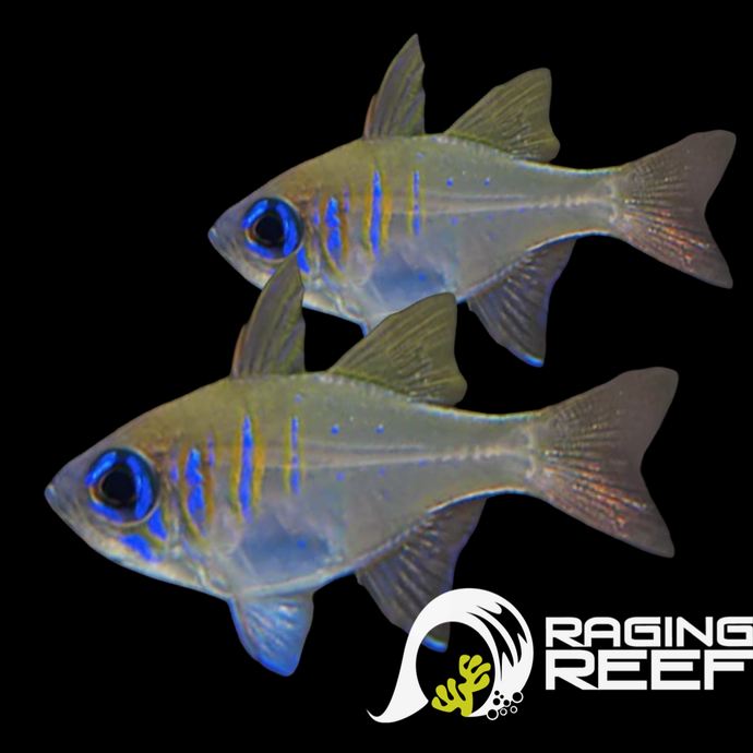 Blue eye Cardinal – Raging Reef
