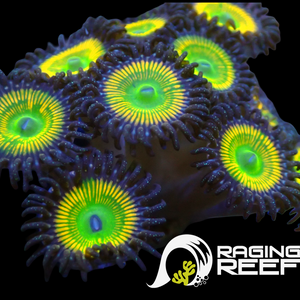 Sunny D’s zoas