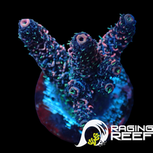 Load image into Gallery viewer, Bicolor Acropora millipora, deep pink and green polyps
