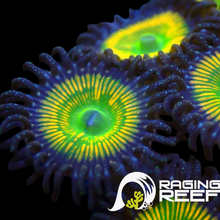 Load image into Gallery viewer, Sunny D’s zoas
