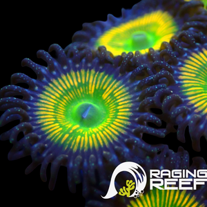 Sunny D’s zoas