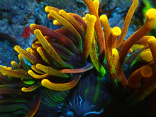 Load image into Gallery viewer, Chicago Sunburst BTA XL
