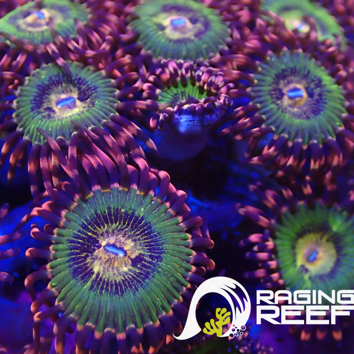 Buttkisser Zoas