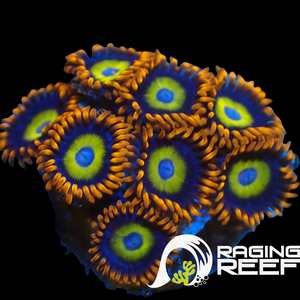 Blue eyed blonds zoas