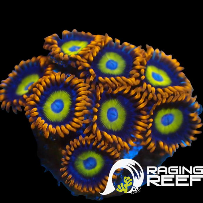 Blue eyed blonds zoas