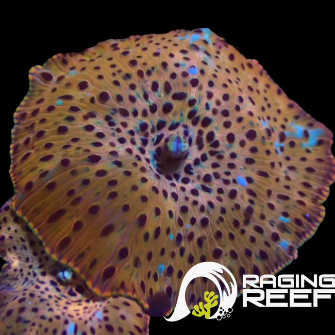 Leopard lighting mushroom