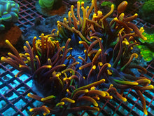 Load image into Gallery viewer, Chicago Sunburst BTA XL
