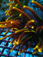 Load image into Gallery viewer, Chicago Sunburst BTA XL
