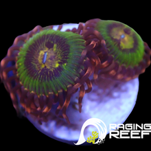 Load image into Gallery viewer, Buttkisser Zoas
