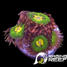 Load image into Gallery viewer, Buttkisser Zoas
