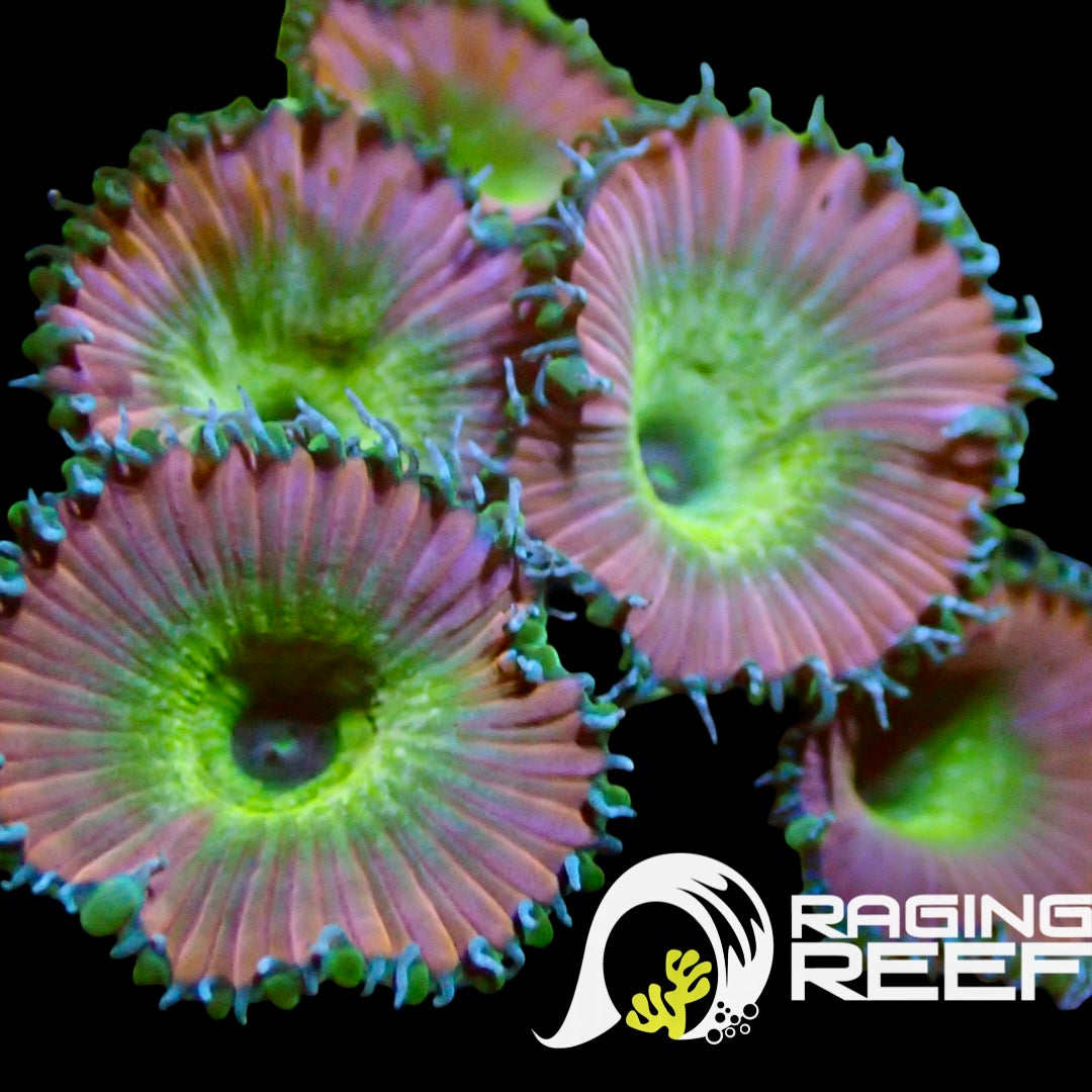 Beauty & the Beast palys – Raging Reef