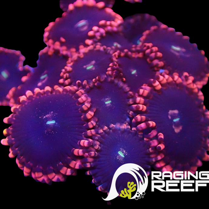 Pluto Passion zoas