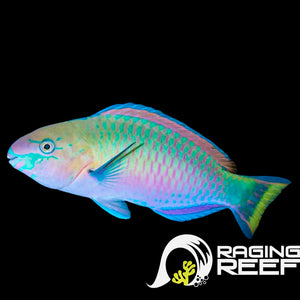 Scarus Quoyi Parrot (100% Reef safe)
