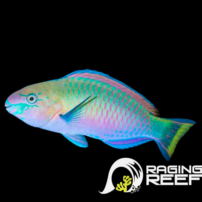 Scarus Quoyi Parrot (100% Reef safe)