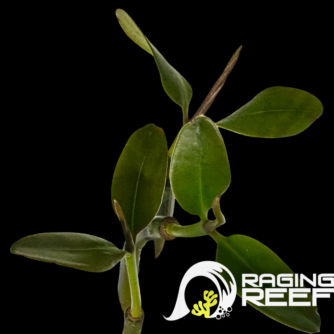 Red Mangrove with leaves – Raging Reef