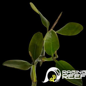 Mangrove rouge avec des feuilles