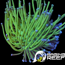 Load image into Gallery viewer, Neon weeping willow toadstool
