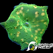 Load image into Gallery viewer, Yellow polka dot mushroom
