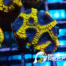 Load image into Gallery viewer, Wolverine Favia
