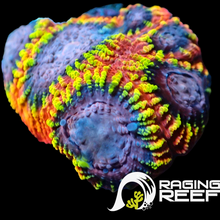 Load image into Gallery viewer, Rainbow raptor Favia
