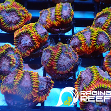 Load image into Gallery viewer, Rainbow raptor Favia
