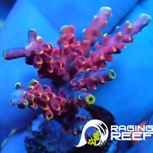 Charger l&#39;image dans la galerie, Frag d&#39;Acropora Cherry pop
