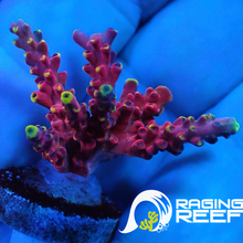 Charger l&#39;image dans la galerie, Frag d&#39;Acropora Cherry pop
