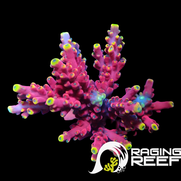 Frag d'Acropora Cherry pop