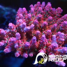 Load image into Gallery viewer, Princess Peach Acropora frag
