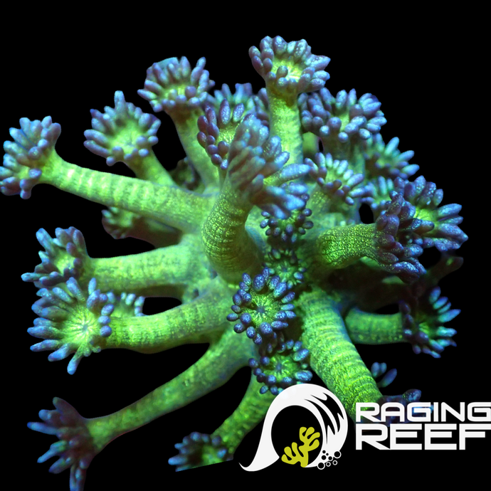 Blue glitter Gonio frag – Raging Reef