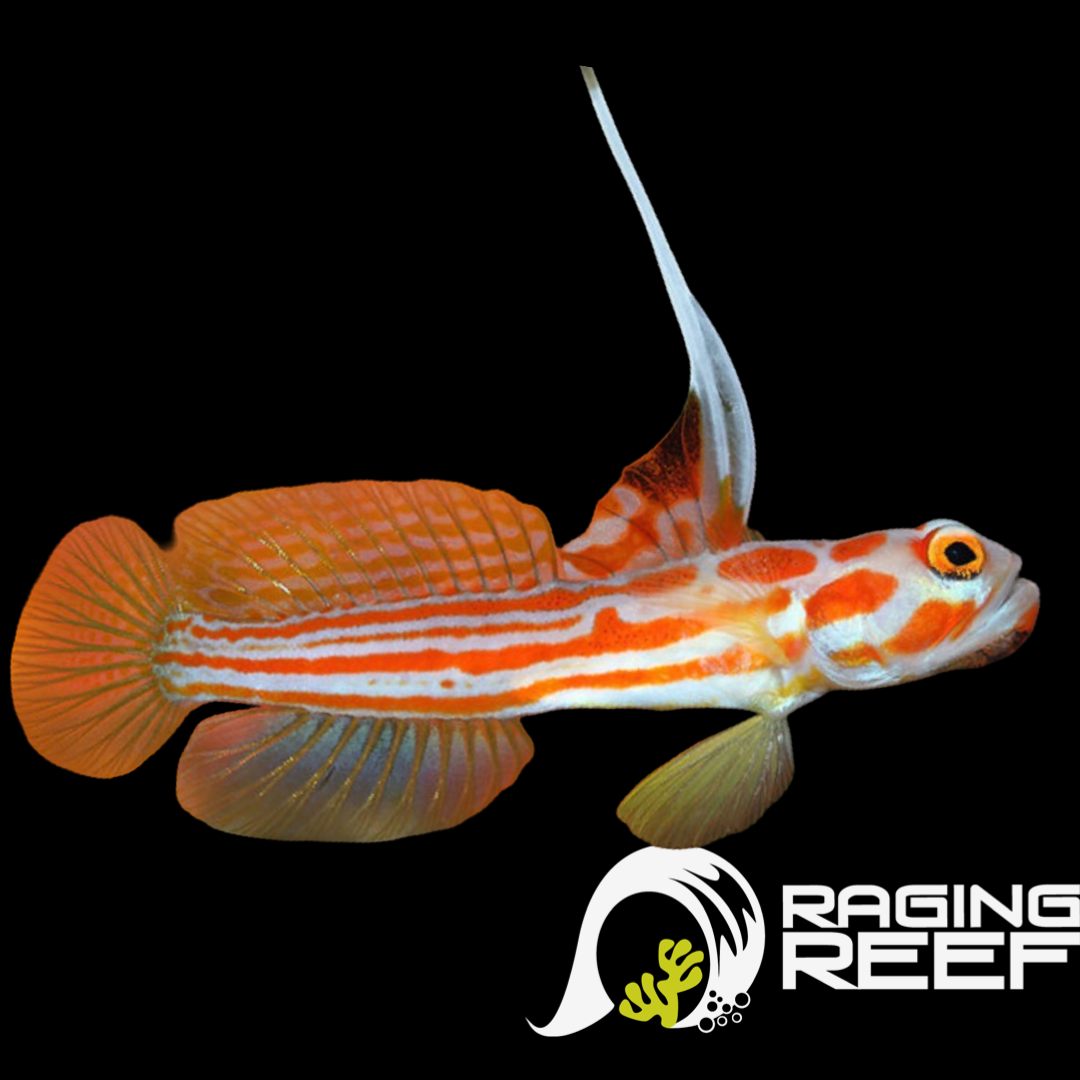 Fish – Raging Reef