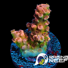 Load image into Gallery viewer, Passion fruit Acropora
