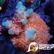 Load image into Gallery viewer, Passion fruit Acropora
