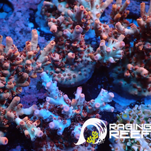 Load image into Gallery viewer, Blue Widow Acropora
