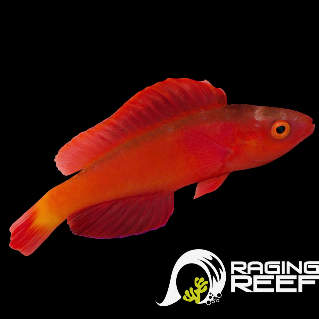 ラリーゲファート　Geppyfish 5'9\