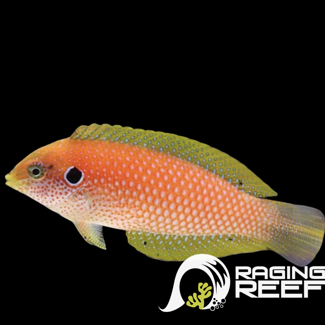 ラリーゲファート　Geppyfish 5'9\