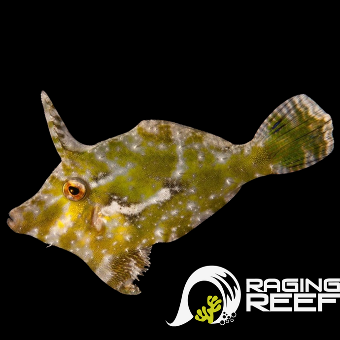 Matted filefish (aiptasia eater)