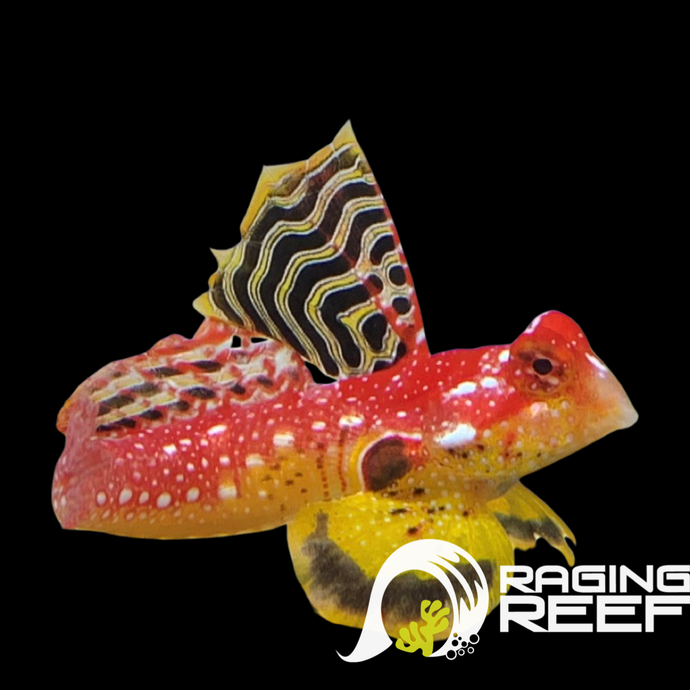 Ruby red dragonet