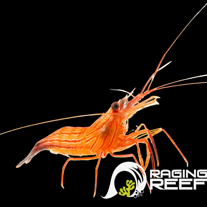 Peppermint Shrimp ( Lysmata wurdemanni )