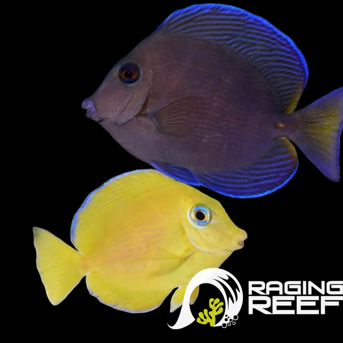 Atlantic Blue Tang Juv.