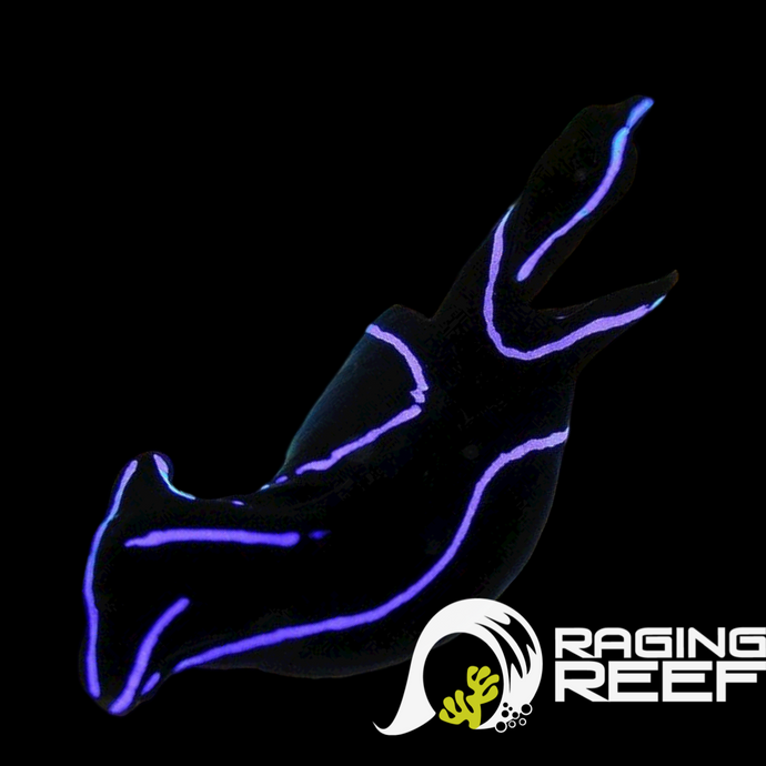 Nudibranche de velours