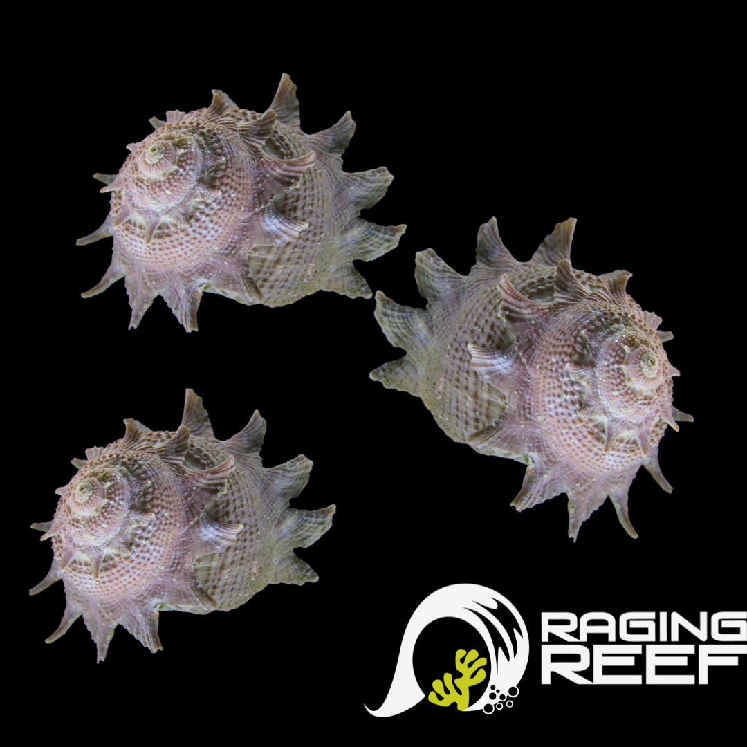 Inverts – Raging Reef