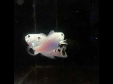 Load and play video in Gallery viewer, Wyoming white Clowns WYSIWYG PAIR
