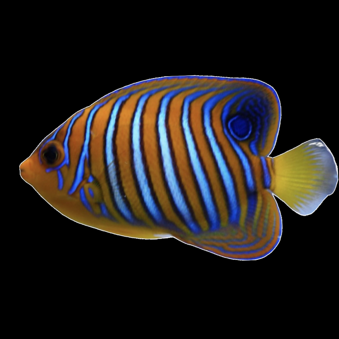 Regal Angel Yellow Belly Juvenile